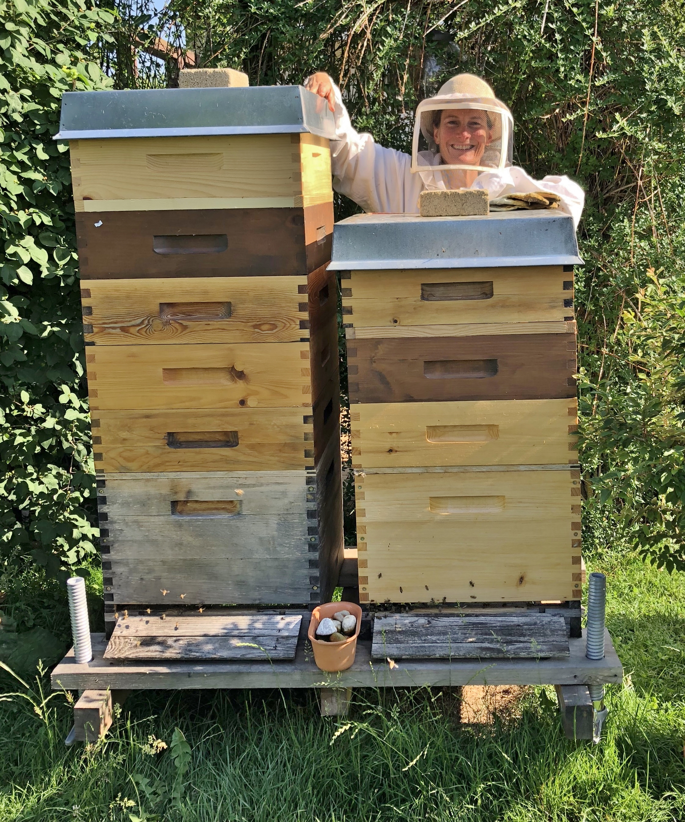 Bild von mehreren Bienenkästen