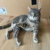 Quelle: Tierschutzjugend