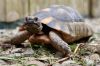 Quelle: Pixabay - griechischen Landschildkröte