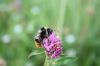 Bombus sylvarum_Miriam Wiesmeier