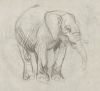 Quelle: Museum Franz Xaver Stahl - Dieser Elefant aus dem Skizzenbuch Franz Xaver Stahls entstand zwischen 1920 und 1925