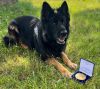 Zollhund Josefa mit der Auszeichnung (C) Zoll