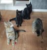 Quelle: Tierschutzjugend